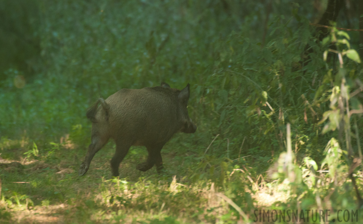 Serbien - Sus scrofa libycus [550 mm, 1/160 Sek. bei f / 6.3, ISO 2500]